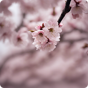 Seoul Lantern Festival 2022